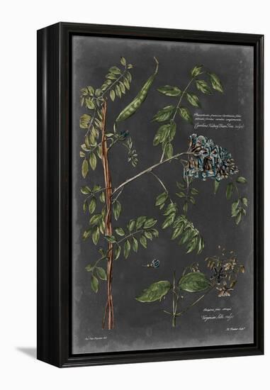 Vintage Botanical Chart VII-Vision Studio-Framed Stretched Canvas