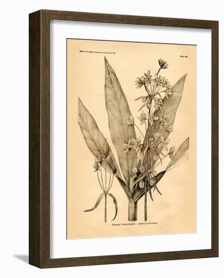 Vintage Botanical I-Gregory Gorham-Framed Art Print