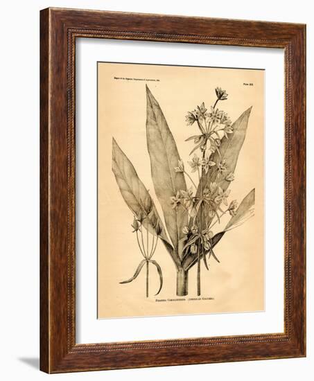 Vintage Botanical I-Gregory Gorham-Framed Art Print