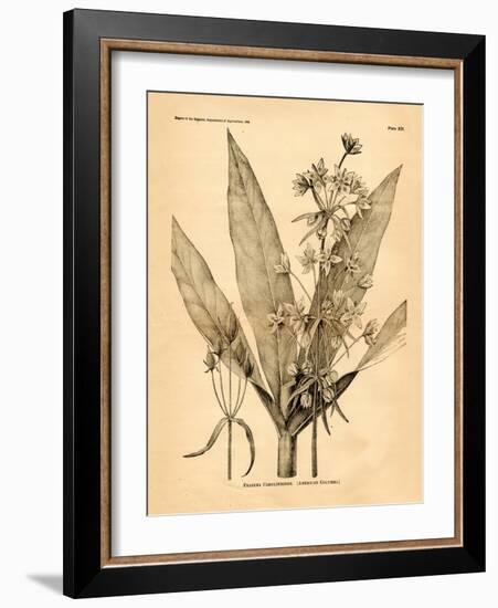 Vintage Botanical I-Gregory Gorham-Framed Art Print