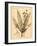 Vintage Botanical I-Gregory Gorham-Framed Art Print