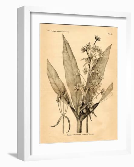 Vintage Botanical I-Gregory Gorham-Framed Art Print