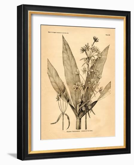 Vintage Botanical I-Gregory Gorham-Framed Art Print