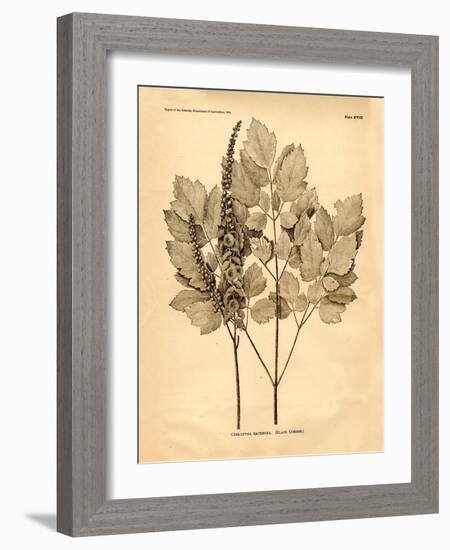 Vintage Botanical II-Gregory Gorham-Framed Art Print