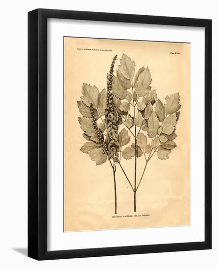 Vintage Botanical II-Gregory Gorham-Framed Art Print