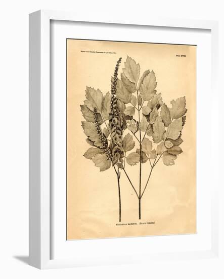 Vintage Botanical II-Gregory Gorham-Framed Art Print