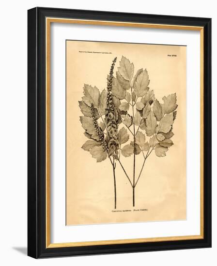 Vintage Botanical II-Gregory Gorham-Framed Art Print