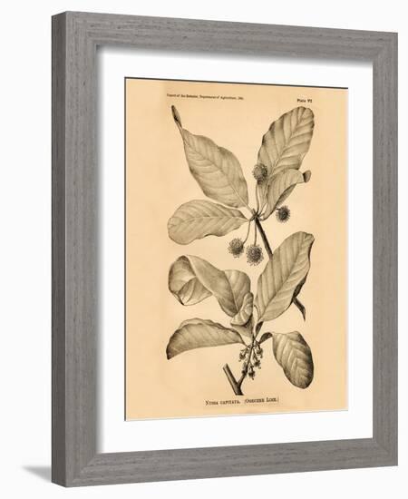 Vintage Botanical III-Gregory Gorham-Framed Art Print