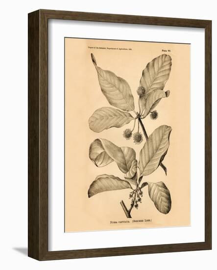 Vintage Botanical III-Gregory Gorham-Framed Art Print