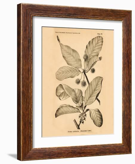 Vintage Botanical III-Gregory Gorham-Framed Art Print