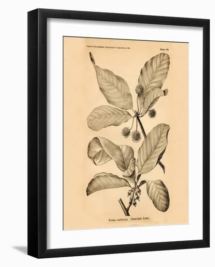 Vintage Botanical III-Gregory Gorham-Framed Art Print