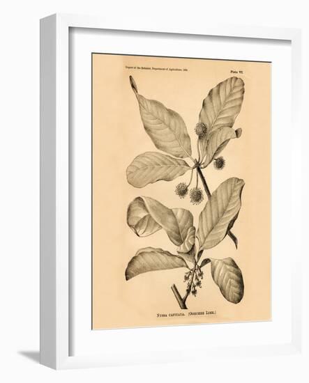 Vintage Botanical III-Gregory Gorham-Framed Art Print