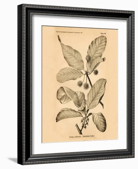 Vintage Botanical III-Gregory Gorham-Framed Art Print