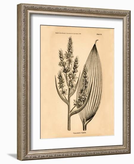Vintage Botanical IV-Gregory Gorham-Framed Art Print