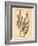 Vintage Botanical IV-Gregory Gorham-Framed Art Print