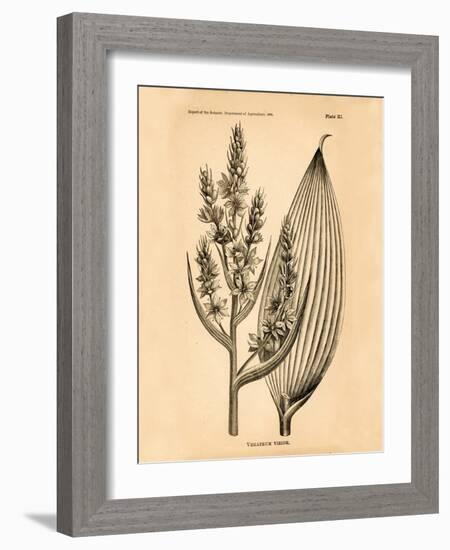 Vintage Botanical IV-Gregory Gorham-Framed Art Print