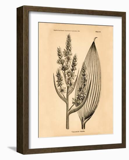 Vintage Botanical IV-Gregory Gorham-Framed Art Print