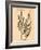 Vintage Botanical IV-Gregory Gorham-Framed Art Print