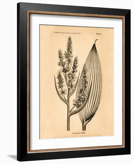 Vintage Botanical IV-Gregory Gorham-Framed Art Print