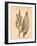 Vintage Botanical IV-Gregory Gorham-Framed Art Print