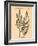 Vintage Botanical IV-Gregory Gorham-Framed Art Print