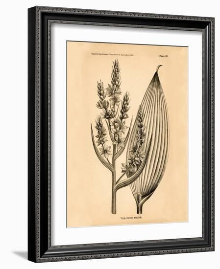 Vintage Botanical IV-Gregory Gorham-Framed Art Print