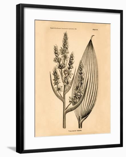 Vintage Botanical IV-Gregory Gorham-Framed Art Print