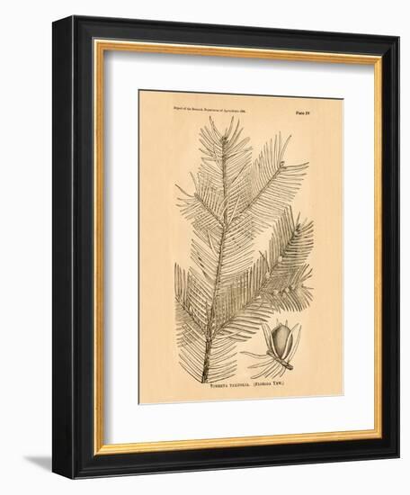 Vintage Botanical IX-Gregory Gorham-Framed Art Print