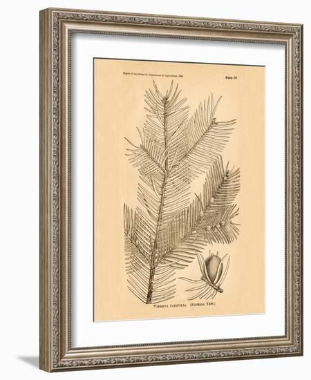 Vintage Botanical IX-Gregory Gorham-Framed Art Print