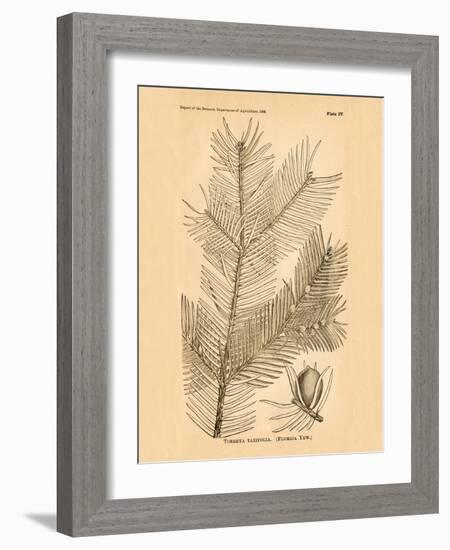 Vintage Botanical IX-Gregory Gorham-Framed Art Print