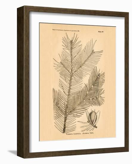 Vintage Botanical IX-Gregory Gorham-Framed Art Print
