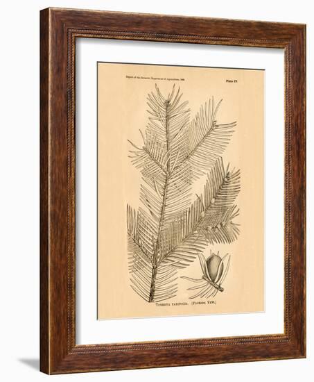 Vintage Botanical IX-Gregory Gorham-Framed Art Print