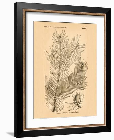 Vintage Botanical IX-Gregory Gorham-Framed Art Print