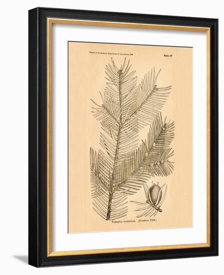 Vintage Botanical IX-Gregory Gorham-Framed Art Print