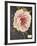 Vintage Botanical - Peony-Stephanie Monahan-Framed Giclee Print