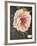 Vintage Botanical - Peony-Stephanie Monahan-Framed Giclee Print