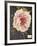 Vintage Botanical - Peony-Stephanie Monahan-Framed Giclee Print