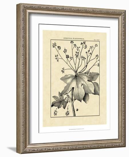 Vintage Botanical Study I-Sellier-Framed Art Print