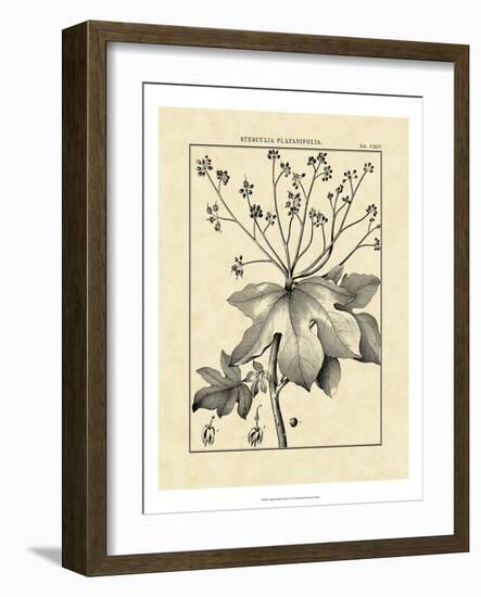 Vintage Botanical Study I-Sellier-Framed Art Print