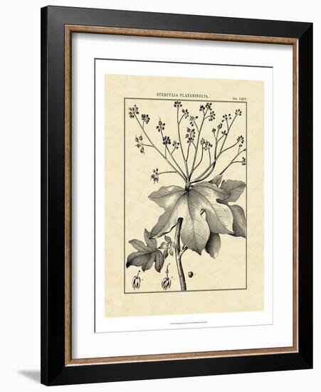 Vintage Botanical Study I-Sellier-Framed Art Print