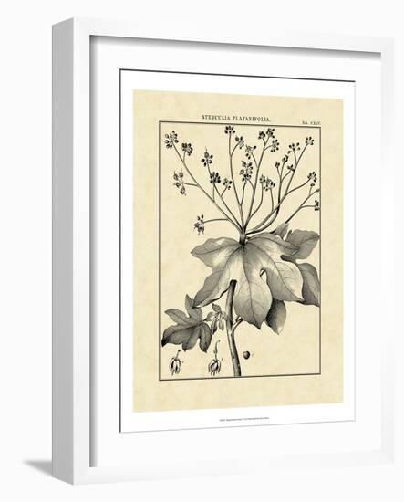 Vintage Botanical Study I-Sellier-Framed Art Print