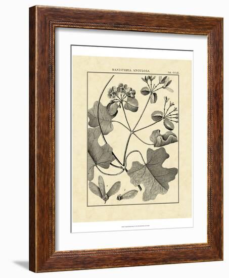 Vintage Botanical Study II-Sellier-Framed Art Print