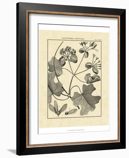 Vintage Botanical Study II-Sellier-Framed Art Print