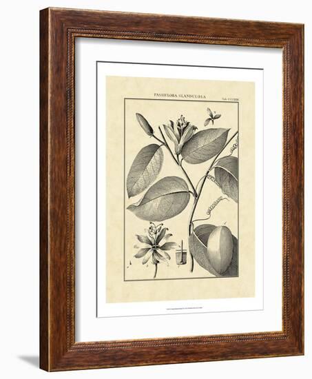 Vintage Botanical Study III-Sellier-Framed Art Print