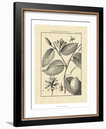 Vintage Botanical Study III-Sellier-Framed Art Print