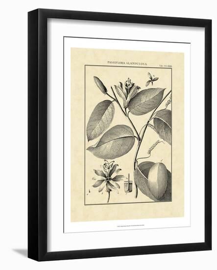 Vintage Botanical Study III-Sellier-Framed Art Print