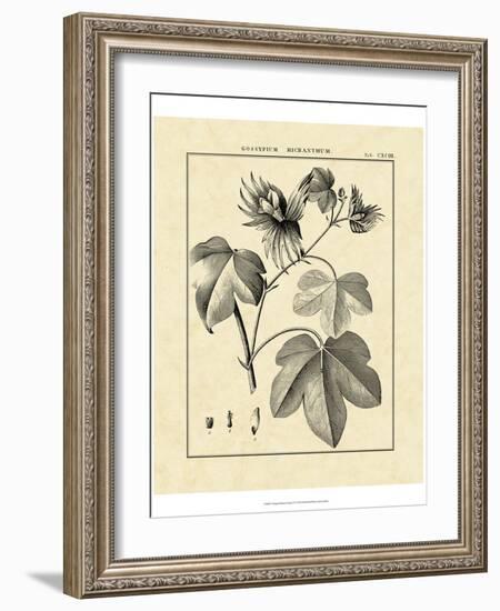 Vintage Botanical Study IV-Sellier-Framed Art Print