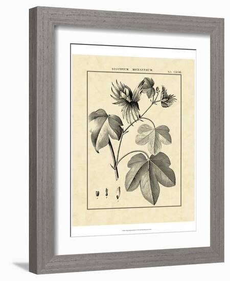 Vintage Botanical Study IV-Sellier-Framed Art Print