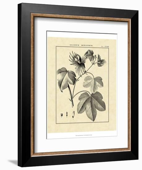 Vintage Botanical Study IV-Sellier-Framed Art Print