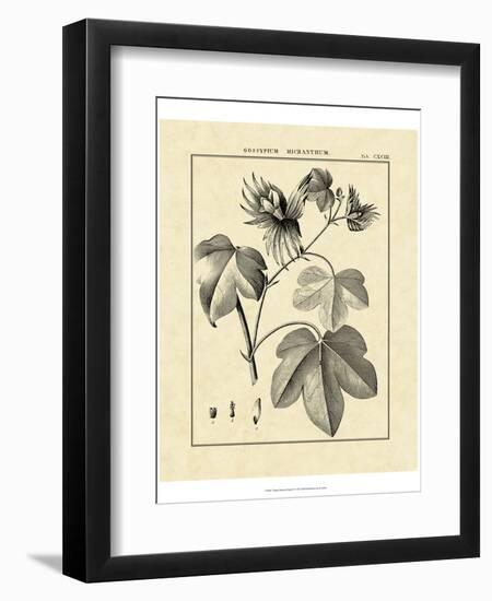 Vintage Botanical Study IV-Sellier-Framed Art Print